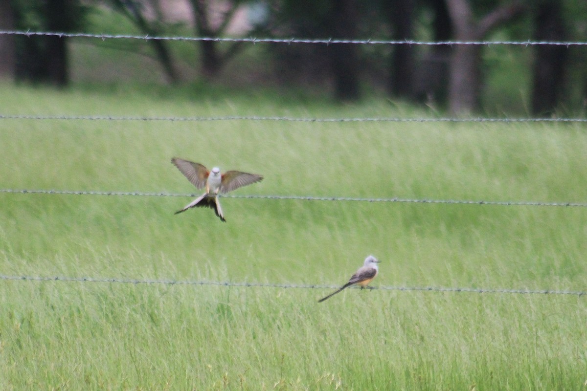 Scissor-tailed Flycatcher - ML634466660