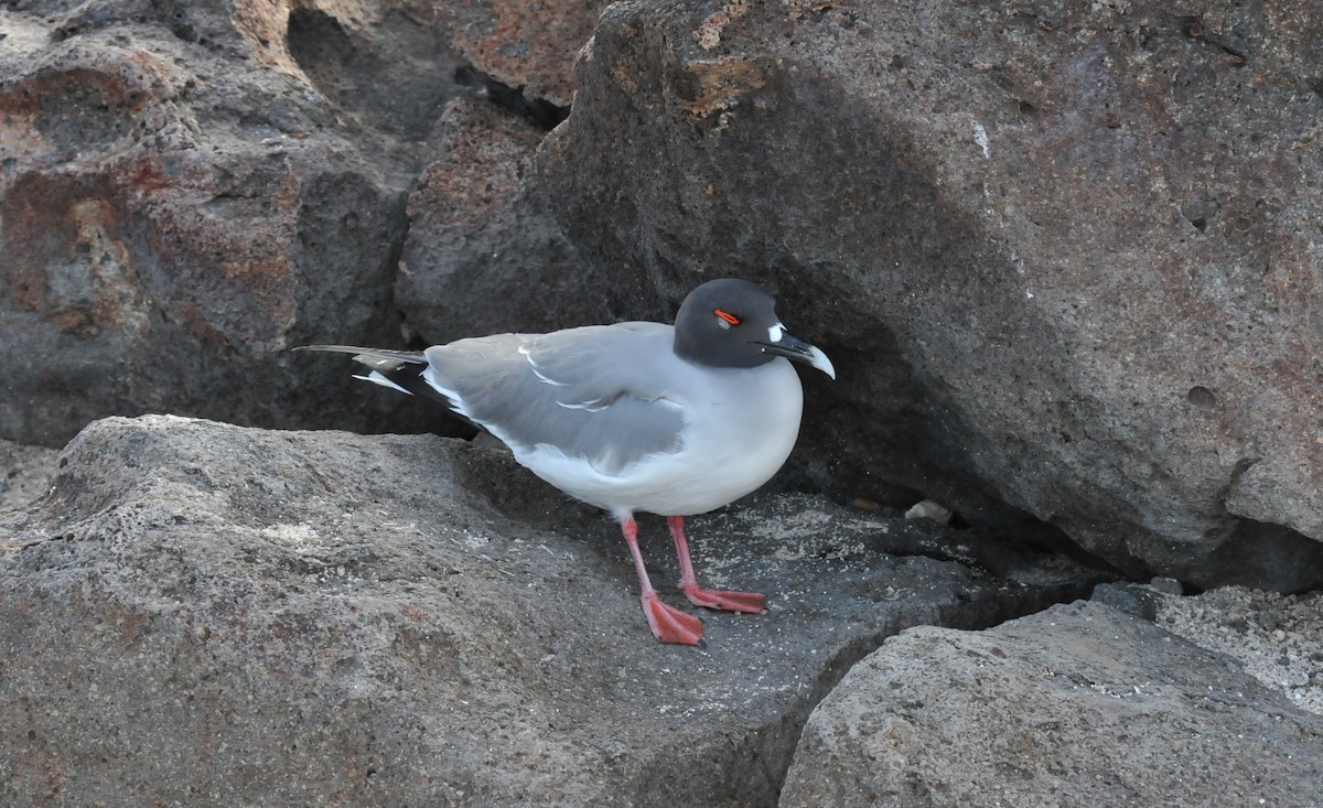Swallow-tailed Gull - ML634466692