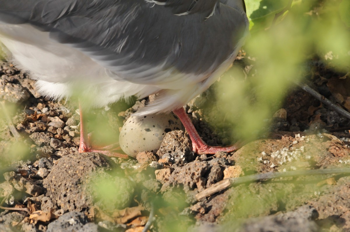 Swallow-tailed Gull - ML634466694