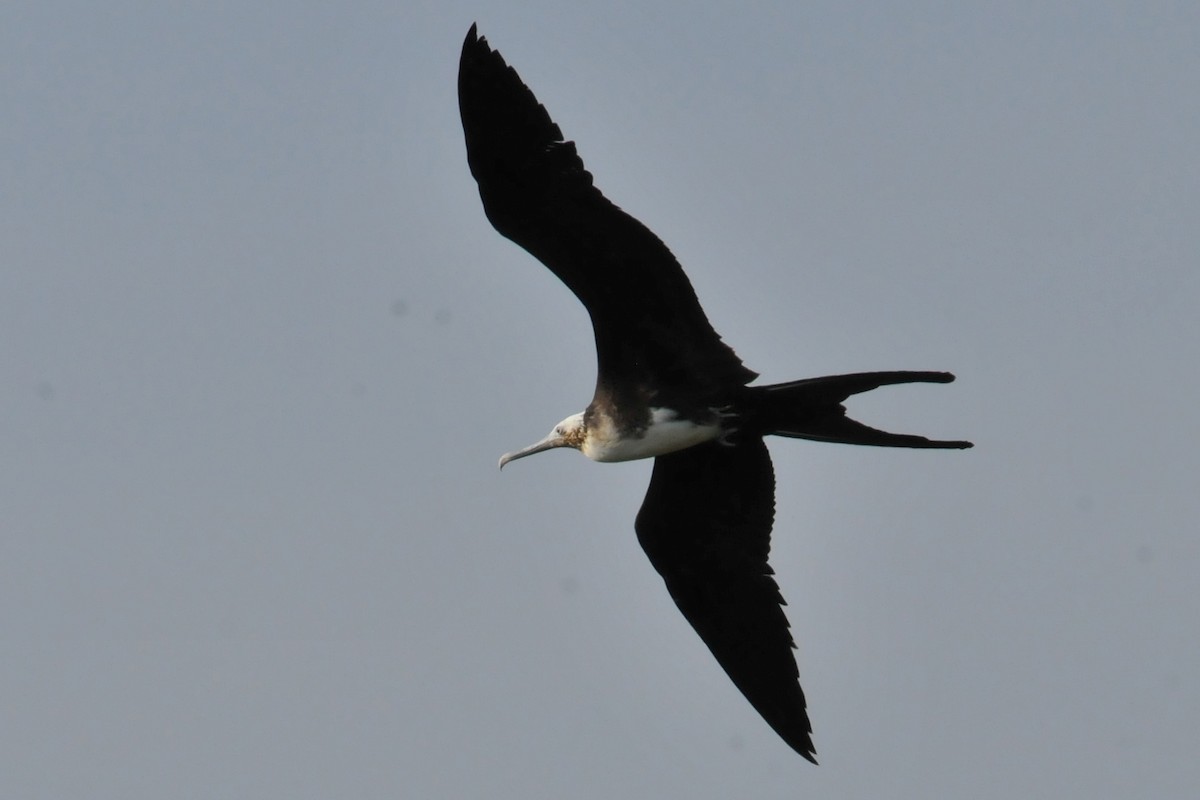 Magnificent Frigatebird - ML634466747