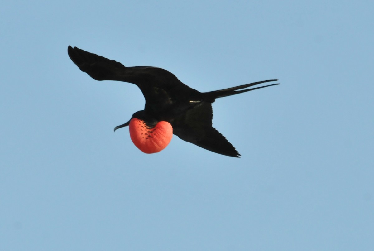 Magnificent Frigatebird - ML634466748