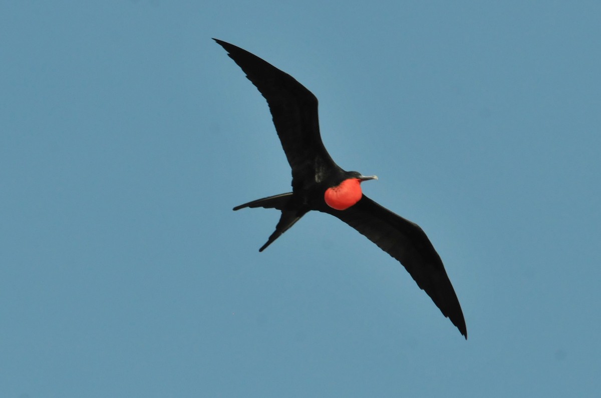 Magnificent Frigatebird - ML634466750