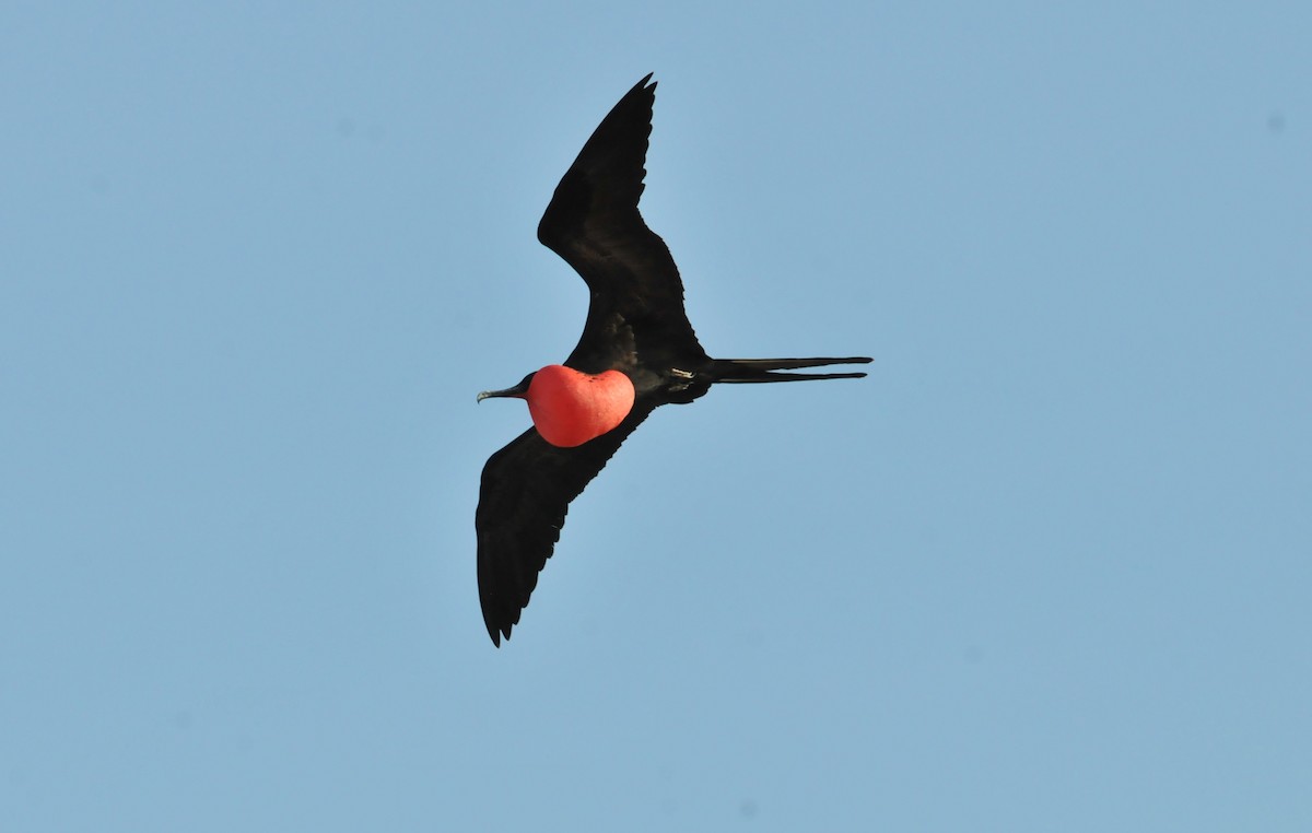 Magnificent Frigatebird - ML634466751