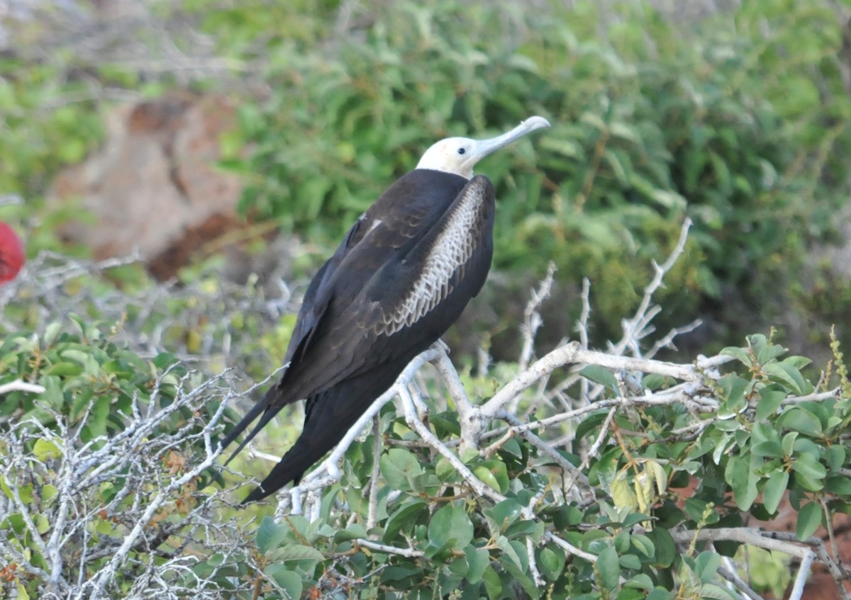 Magnificent Frigatebird - ML634466752