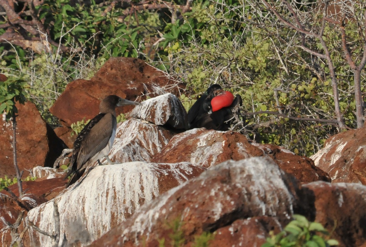 Magnificent Frigatebird - ML634466753