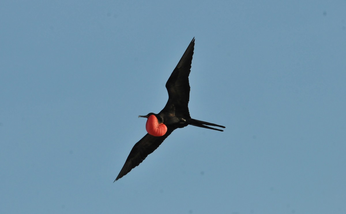 Magnificent Frigatebird - ML634466754