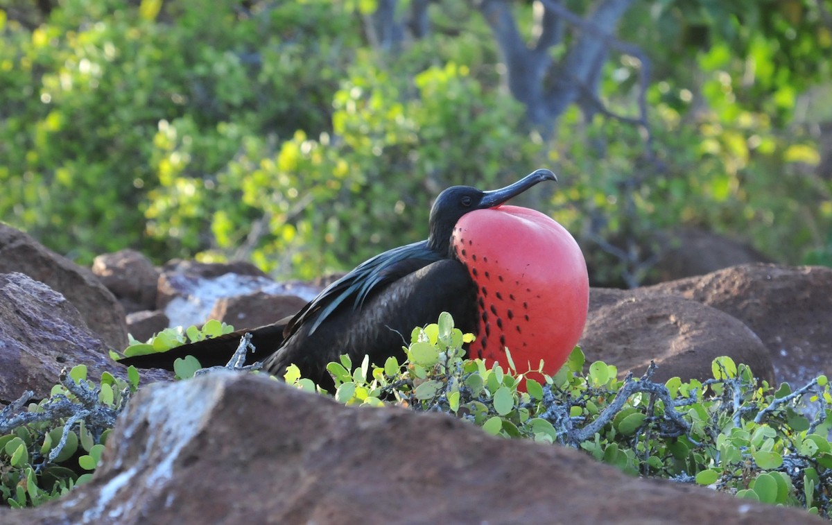 Magnificent Frigatebird - ML634466755