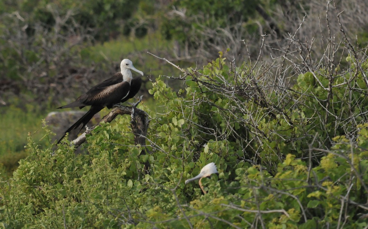 Magnificent Frigatebird - ML634466756