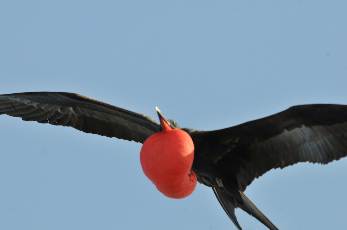 Magnificent Frigatebird - ML634466757