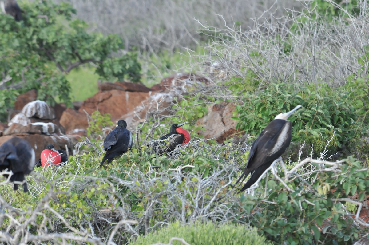 Magnificent Frigatebird - ML634466758