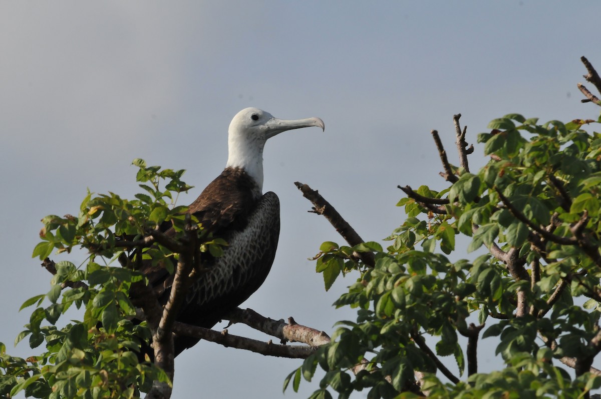 Magnificent Frigatebird - ML634466759