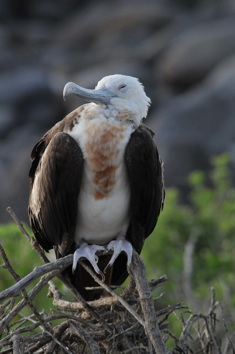 Magnificent Frigatebird - ML634466760