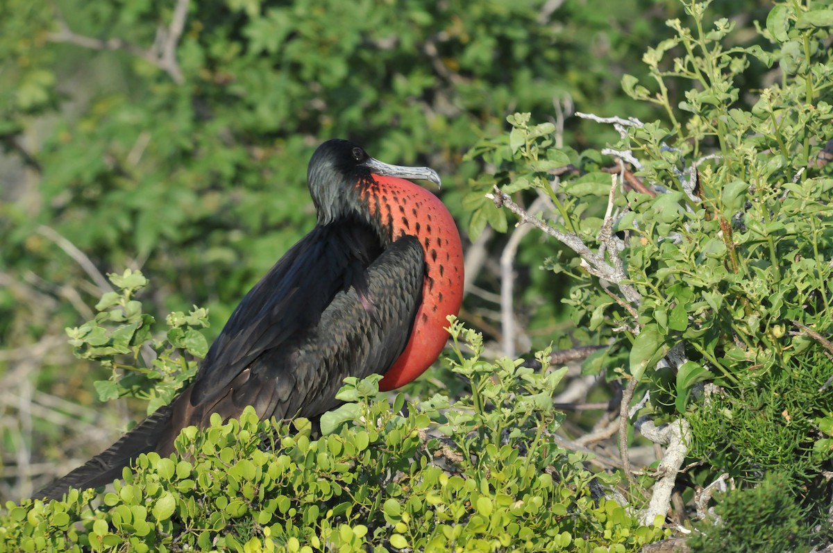 Magnificent Frigatebird - ML634466761