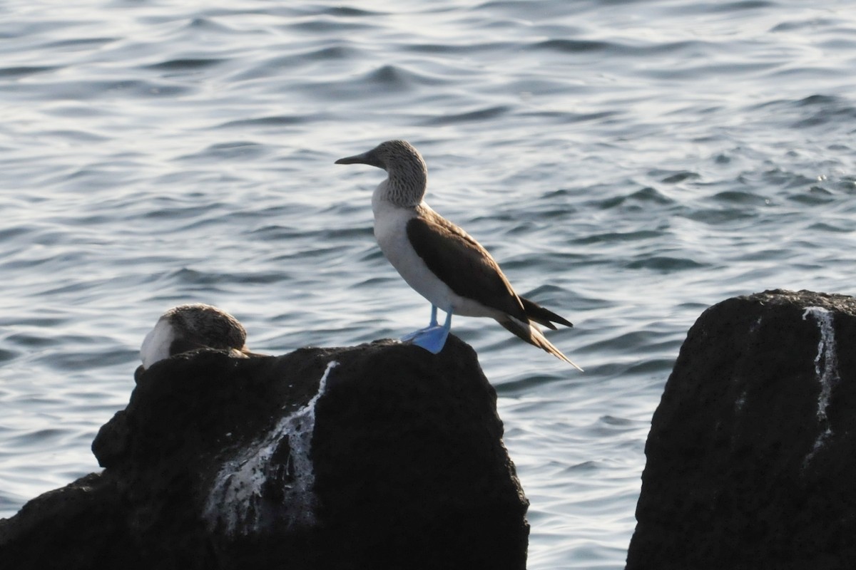 Blue-footed Booby - ML634466776