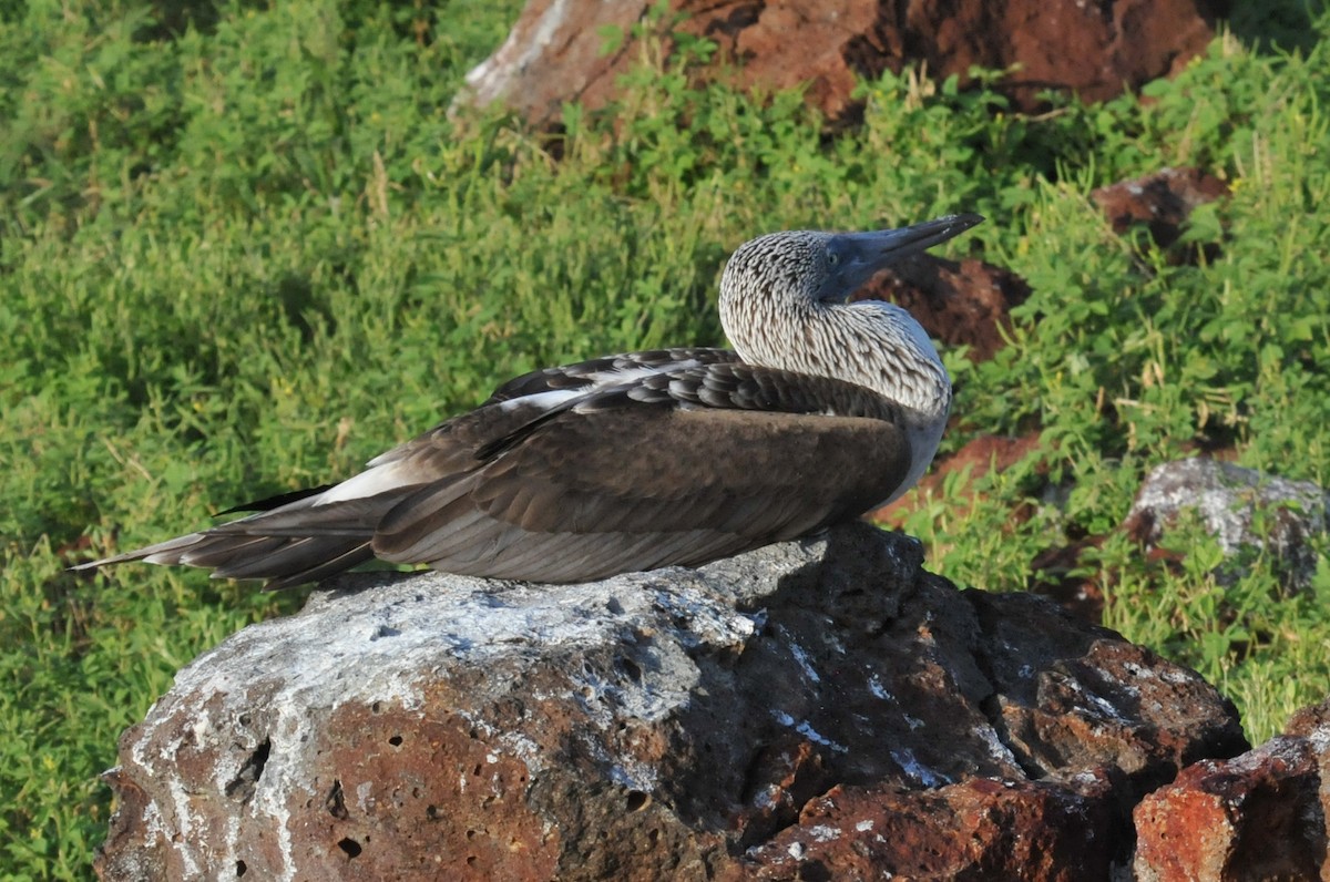 Blue-footed Booby - ML634466777