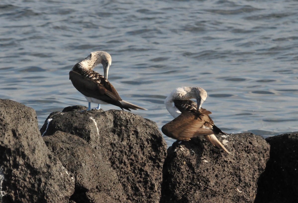 Blue-footed Booby - ML634466778