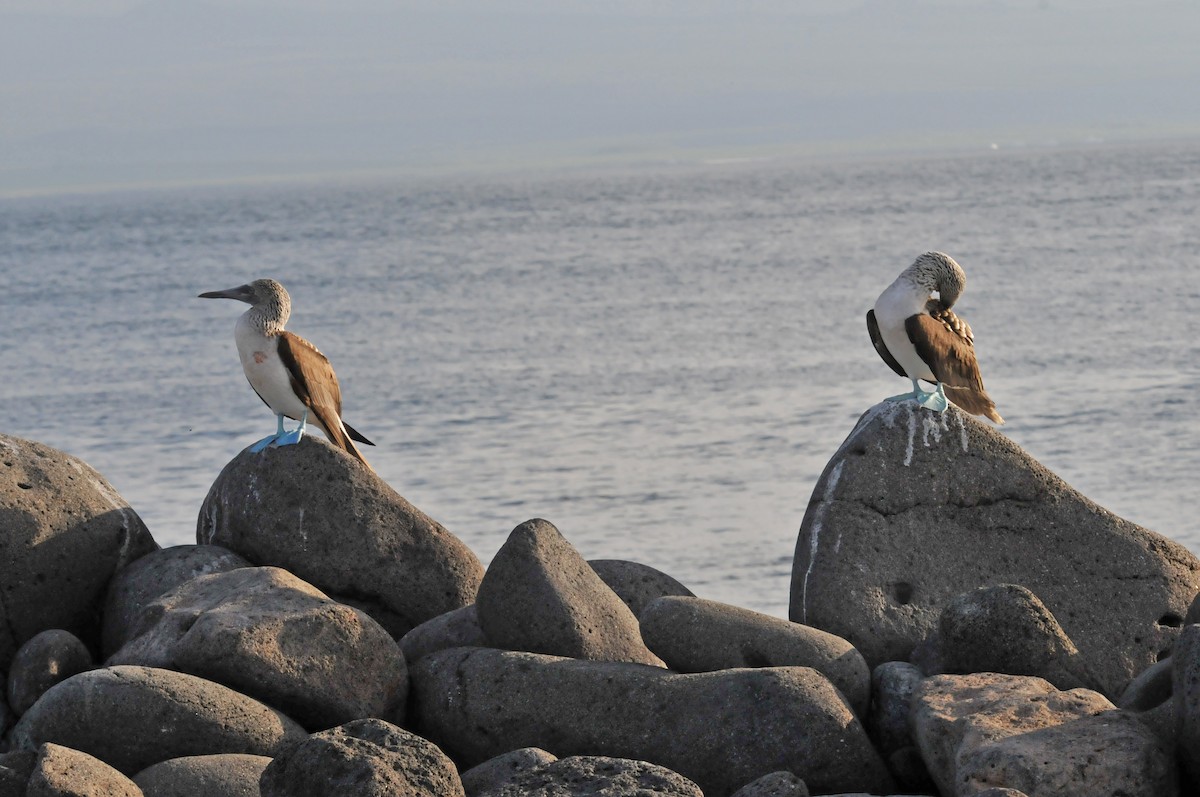 Blue-footed Booby - ML634466779