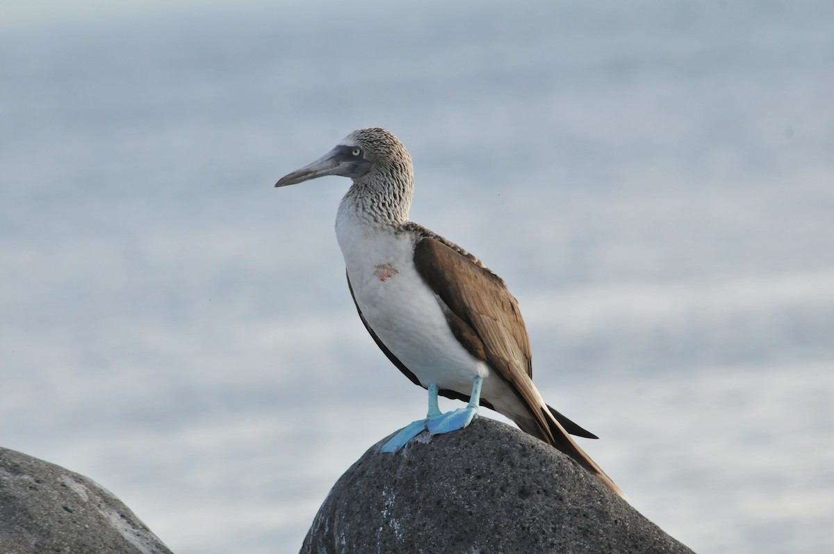 Blue-footed Booby - ML634466795