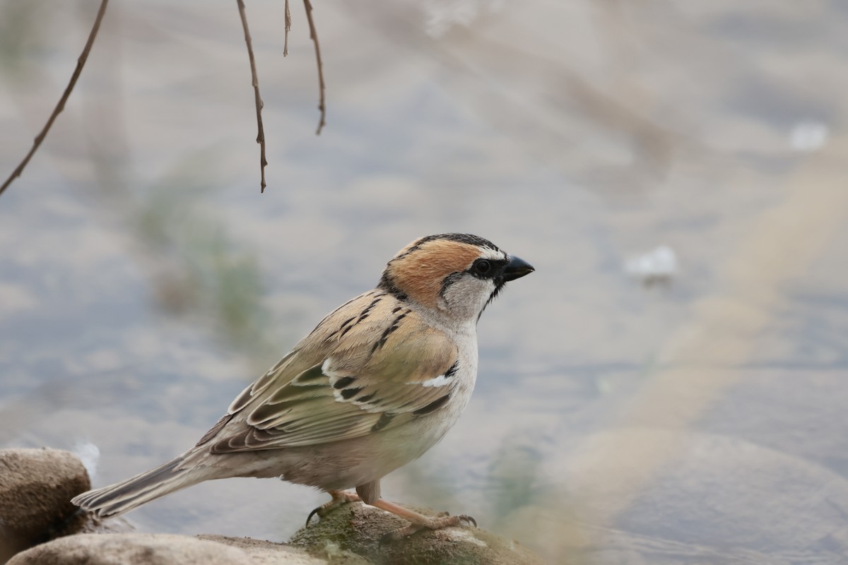 ノウメンスズメ - ML634466796