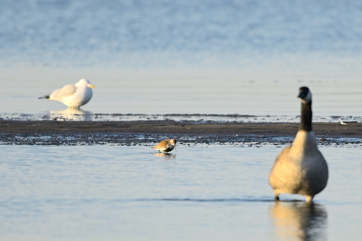 jespák obecný - ML634466800