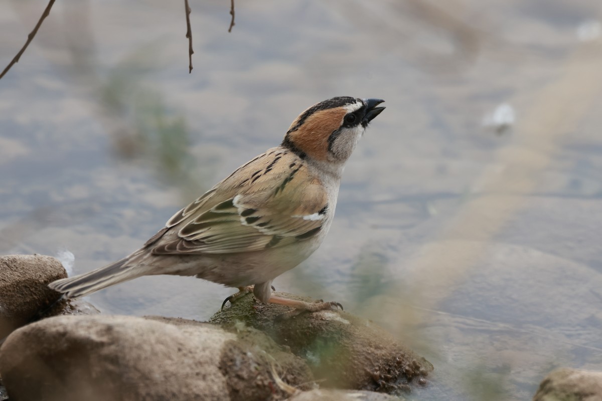 ノウメンスズメ - ML634466808