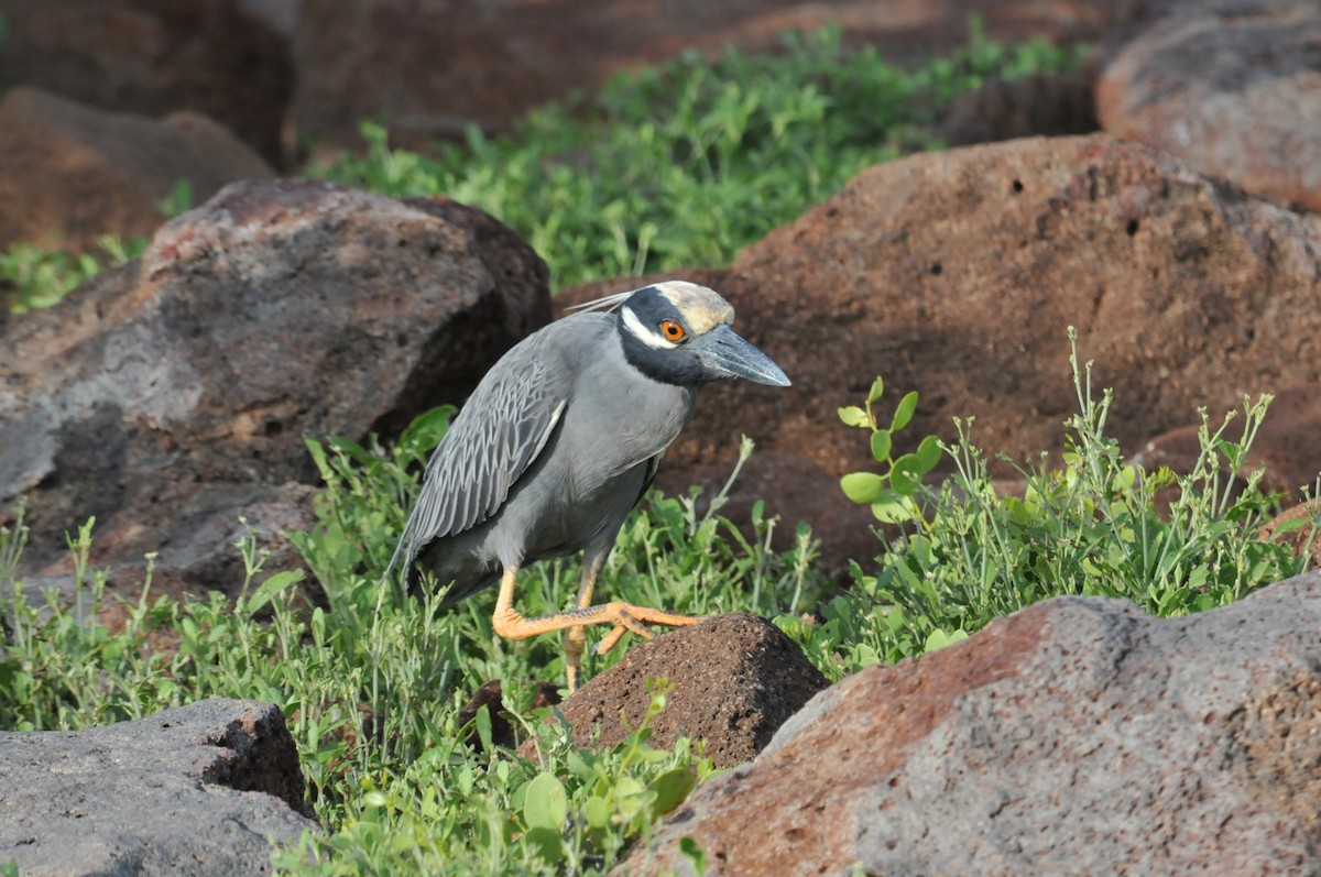 Yellow-crowned Night Heron (Galapagos) - ML634466814