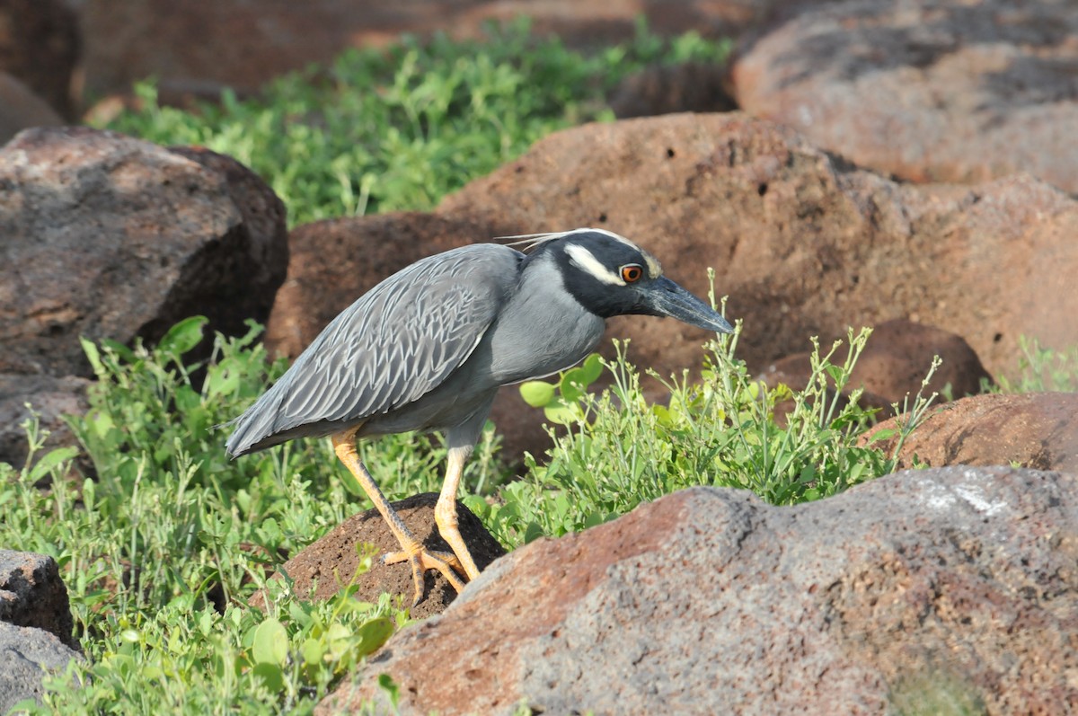 Yellow-crowned Night Heron (Galapagos) - ML634466815