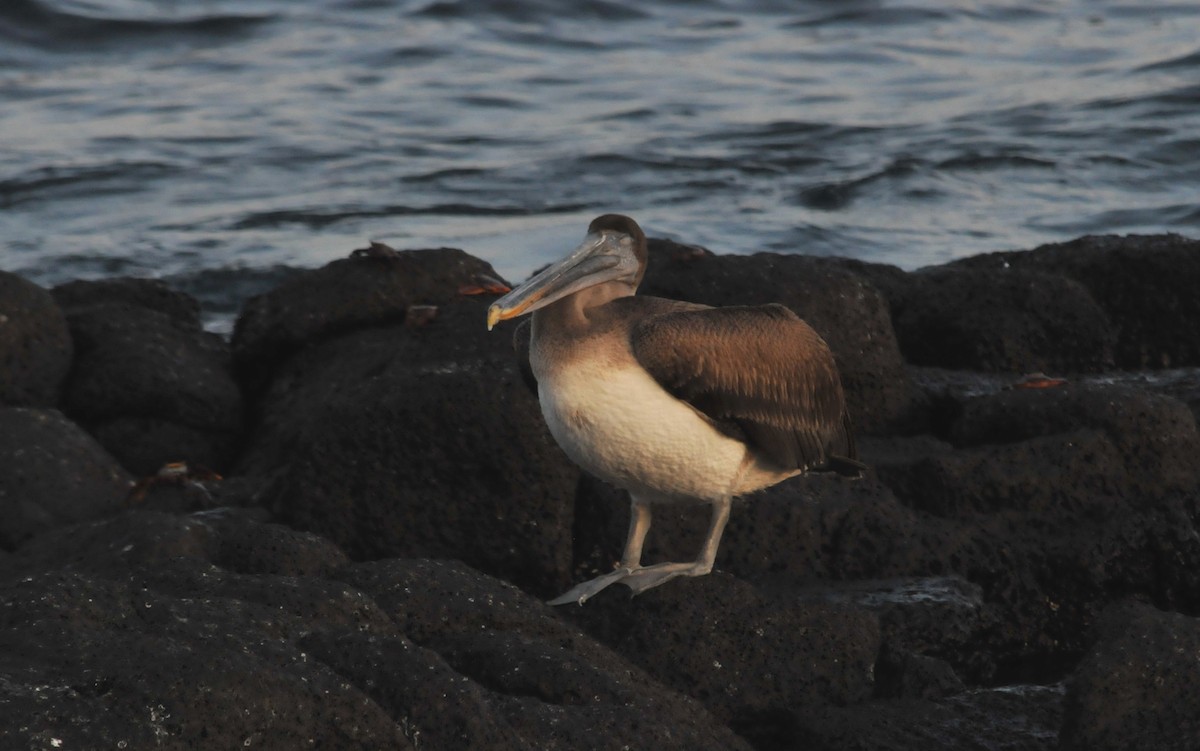 Brown Pelican (Galapagos) - ML634466828
