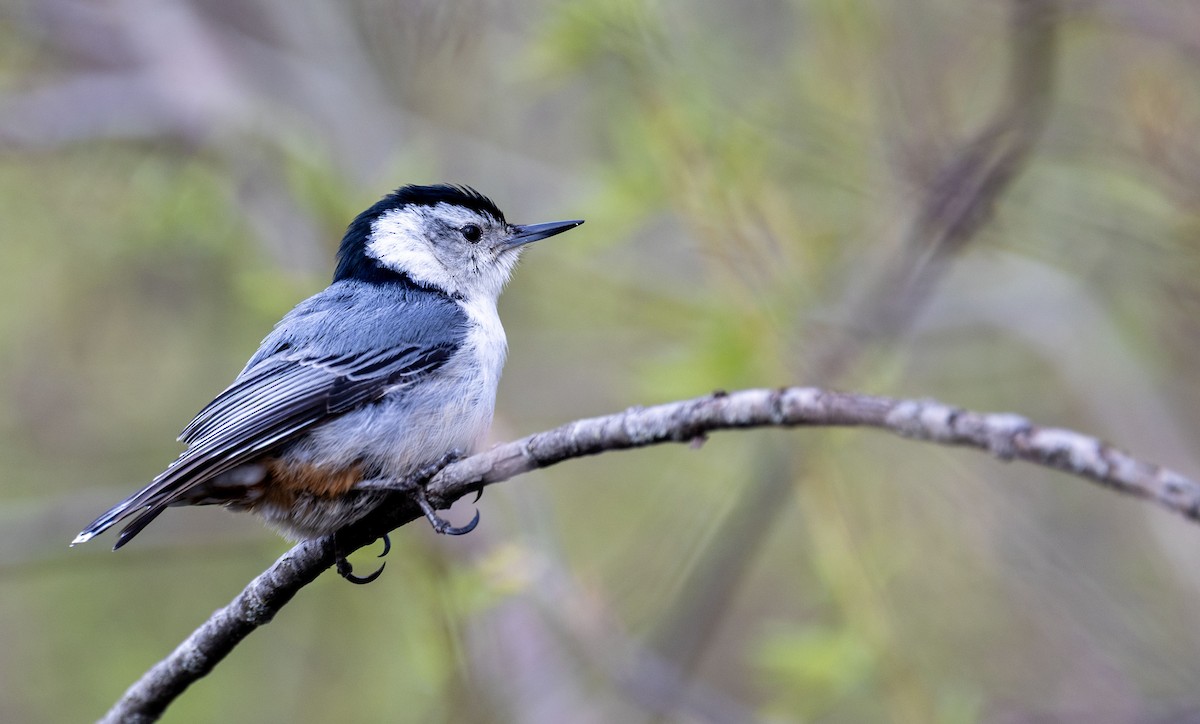 White-breasted Nuthatch - ML634466832