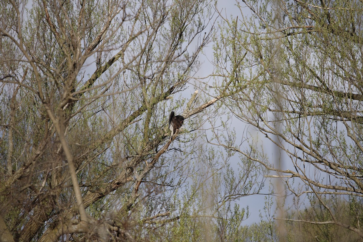 Turkey Vulture - ML634466861