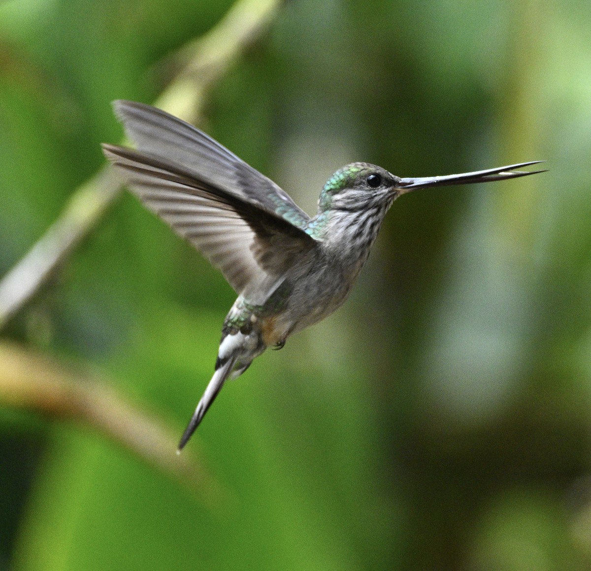 Tooth-billed Hummingbird - ML634466873