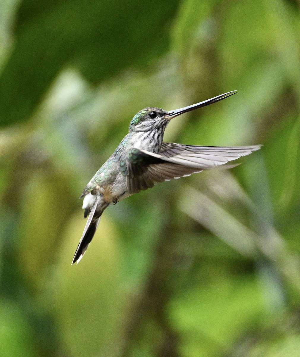 Tooth-billed Hummingbird - ML634466874
