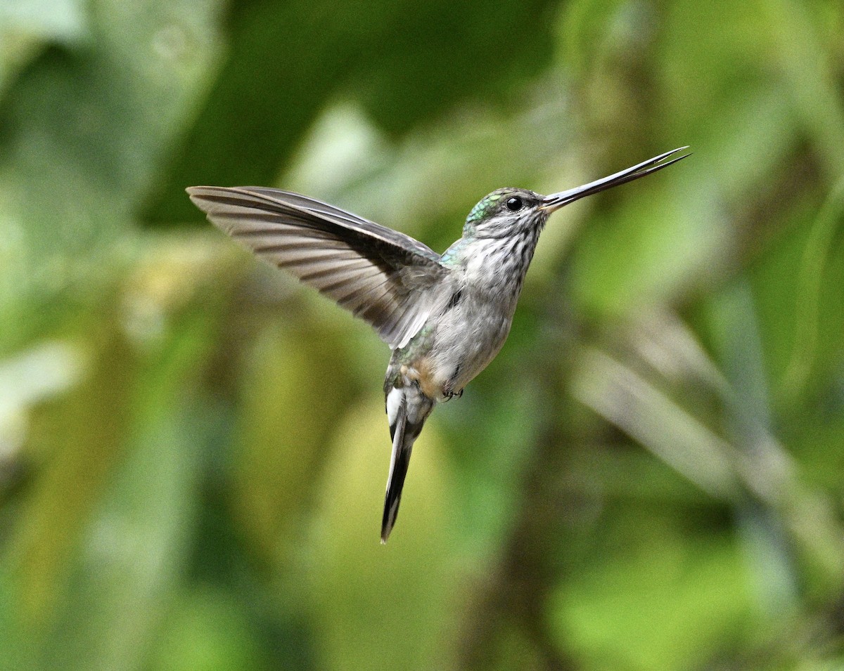 Tooth-billed Hummingbird - ML634466875