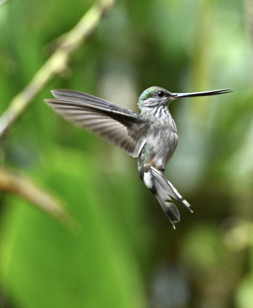 Tooth-billed Hummingbird - ML634466876