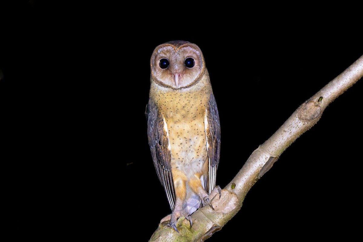 Andaman Masked-Owl - ML634466903