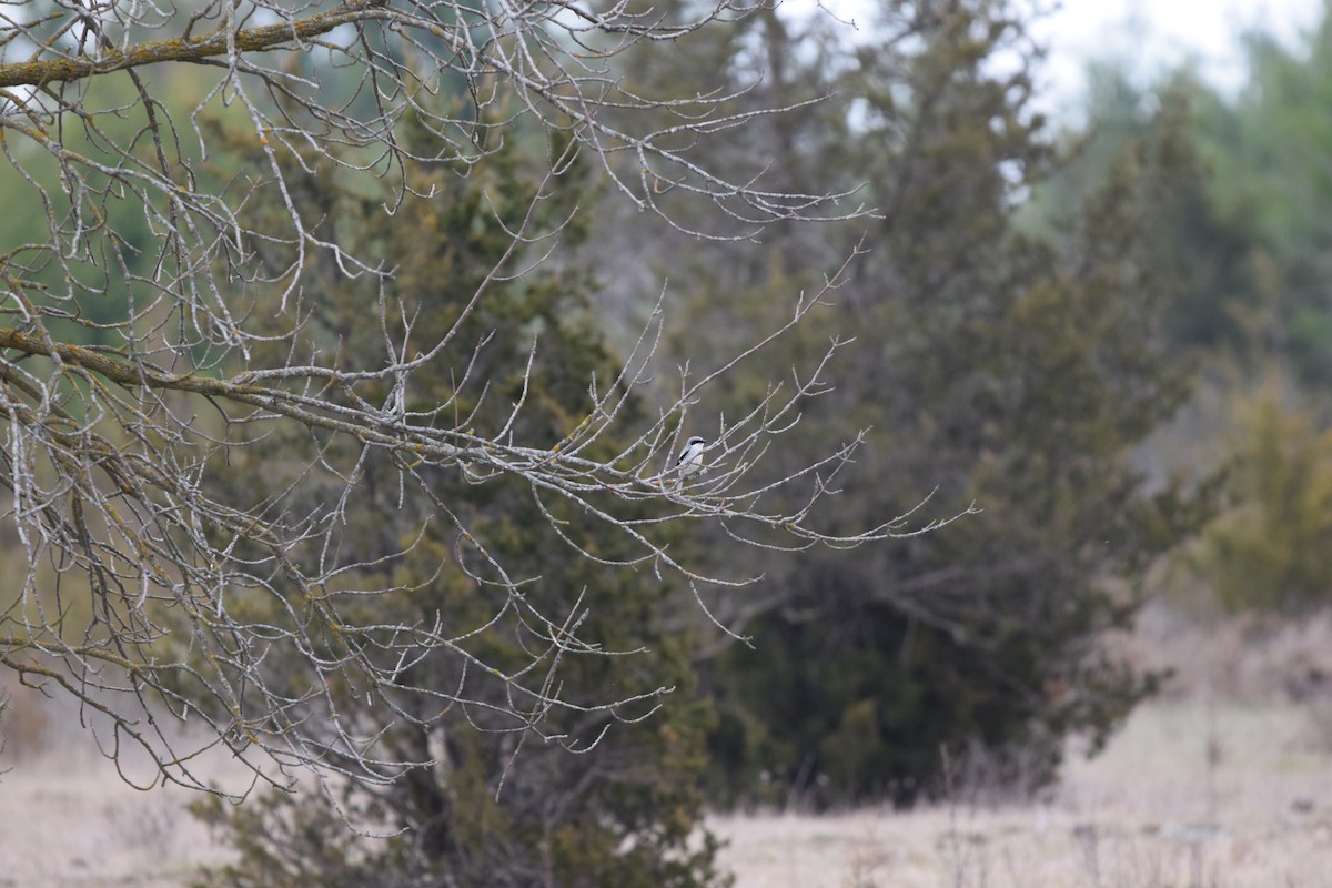 Loggerhead Shrike - ML634466915