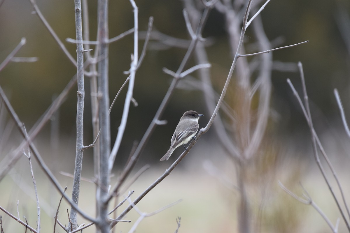 Eastern Phoebe - ML634466926