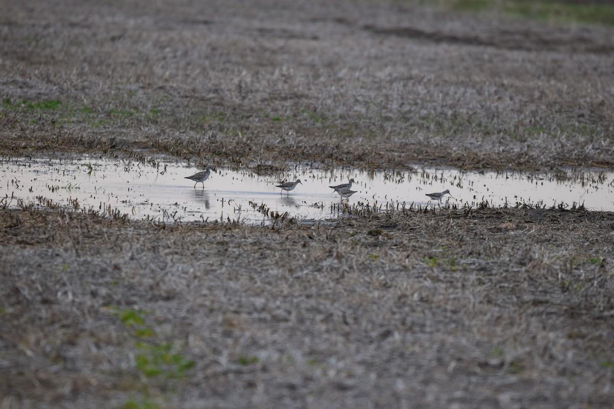 Greater Yellowlegs - ML634466976