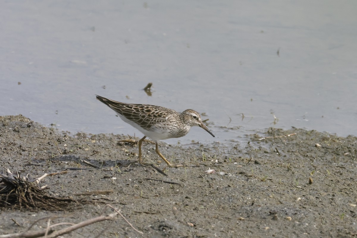 Pectoral Sandpiper - ML634467045