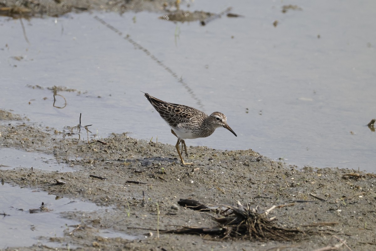 Pectoral Sandpiper - ML634467046