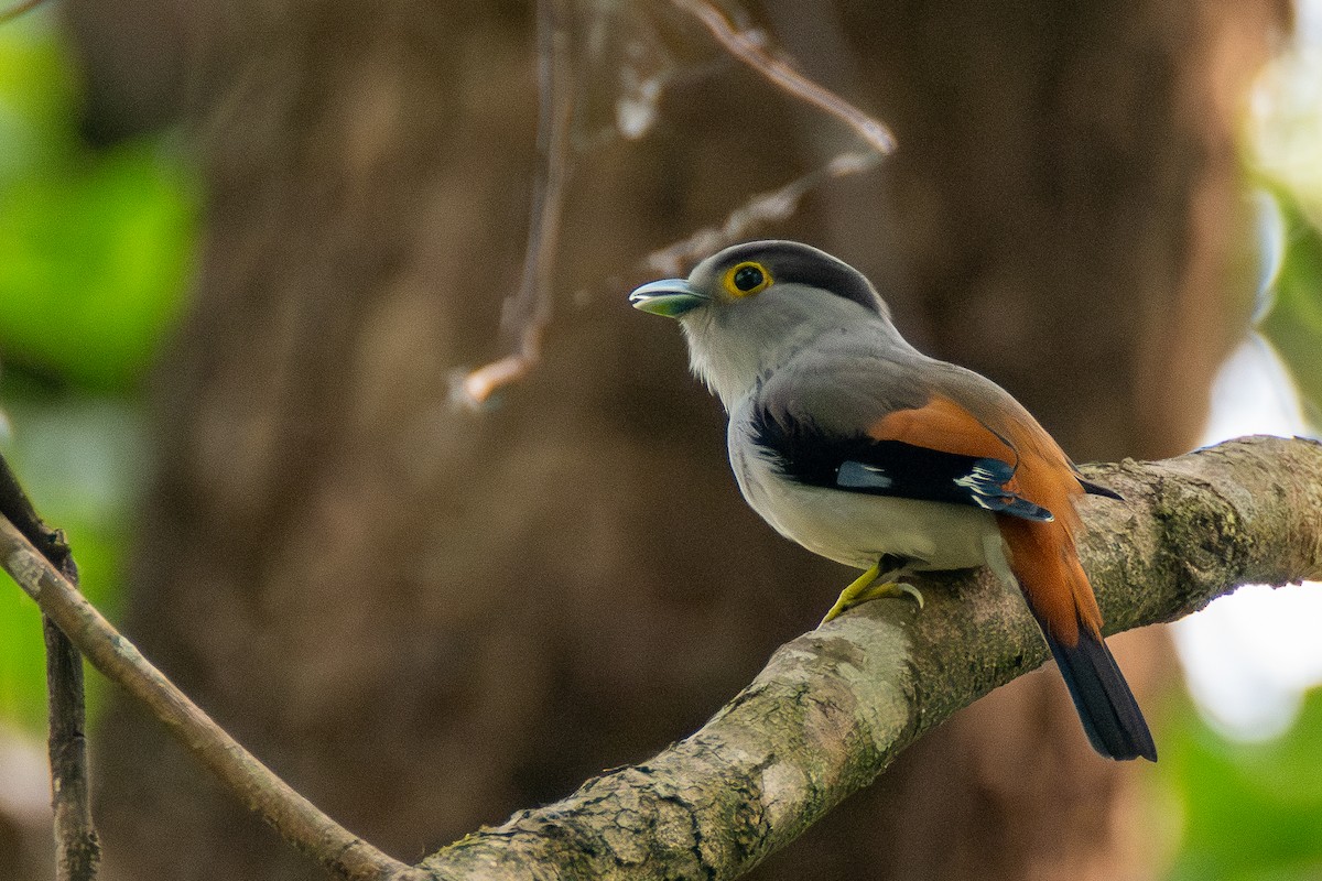 Gray-lored Broadbill - ML634467085
