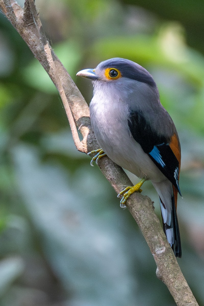 Gray-lored Broadbill - ML634467087