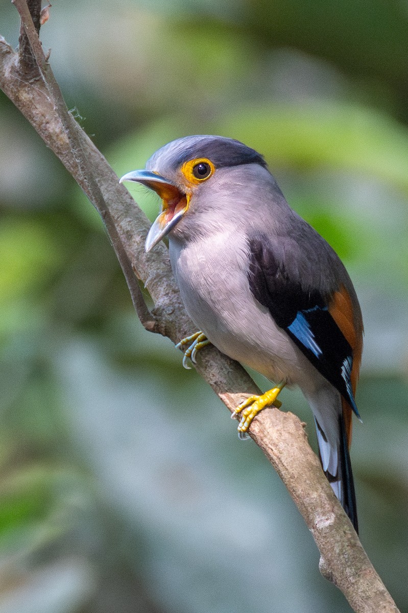 Gray-lored Broadbill - ML634467088