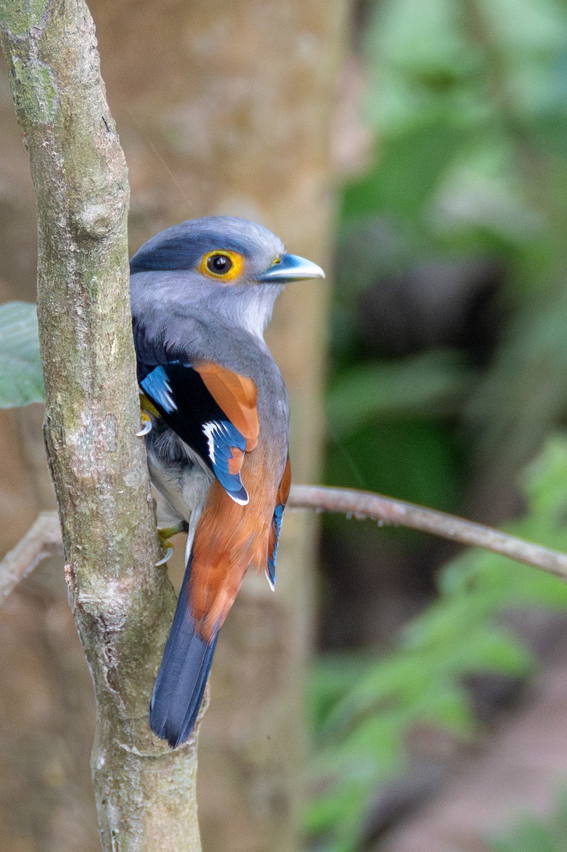 Gray-lored Broadbill - ML634467089