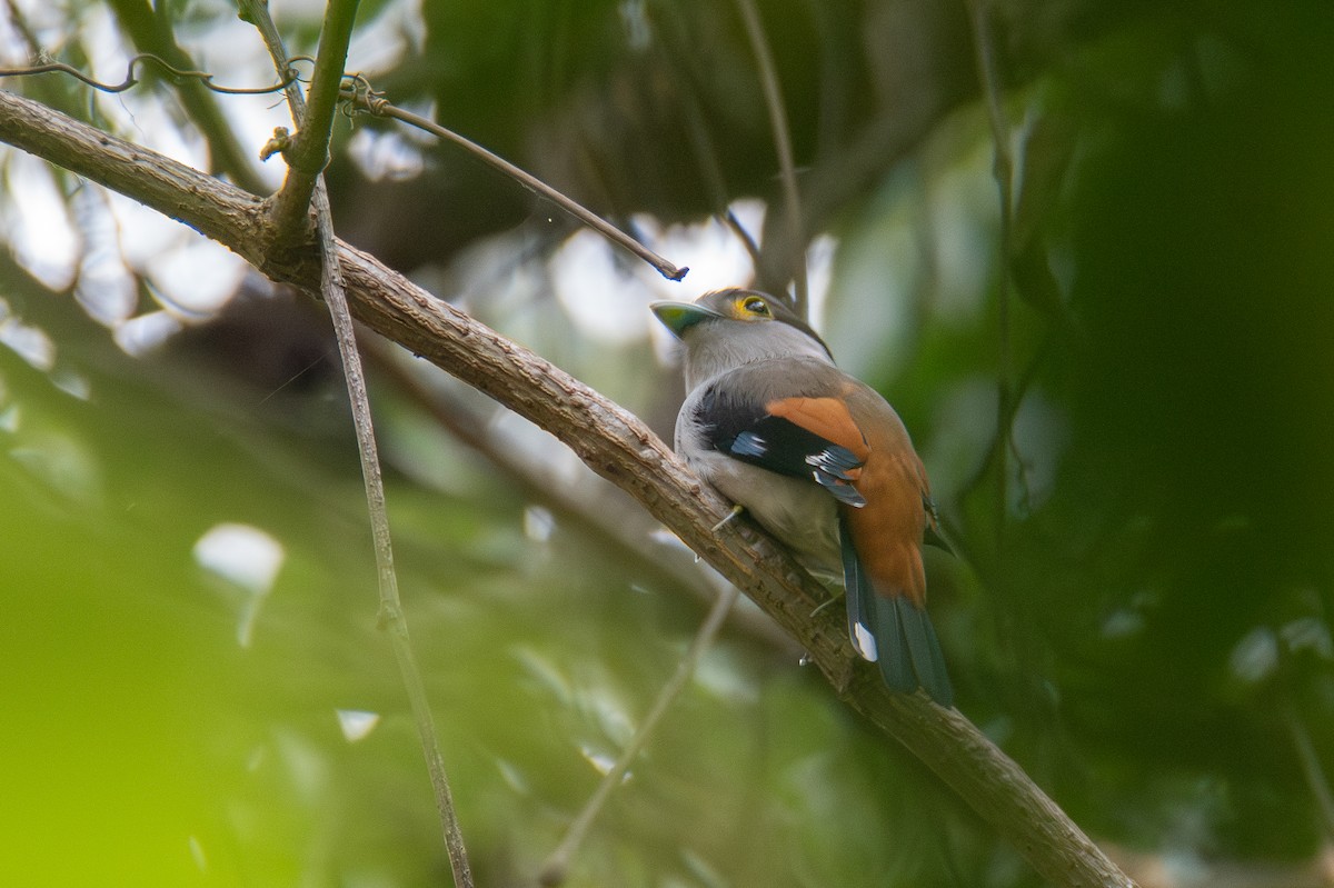 Gray-lored Broadbill - ML634467090