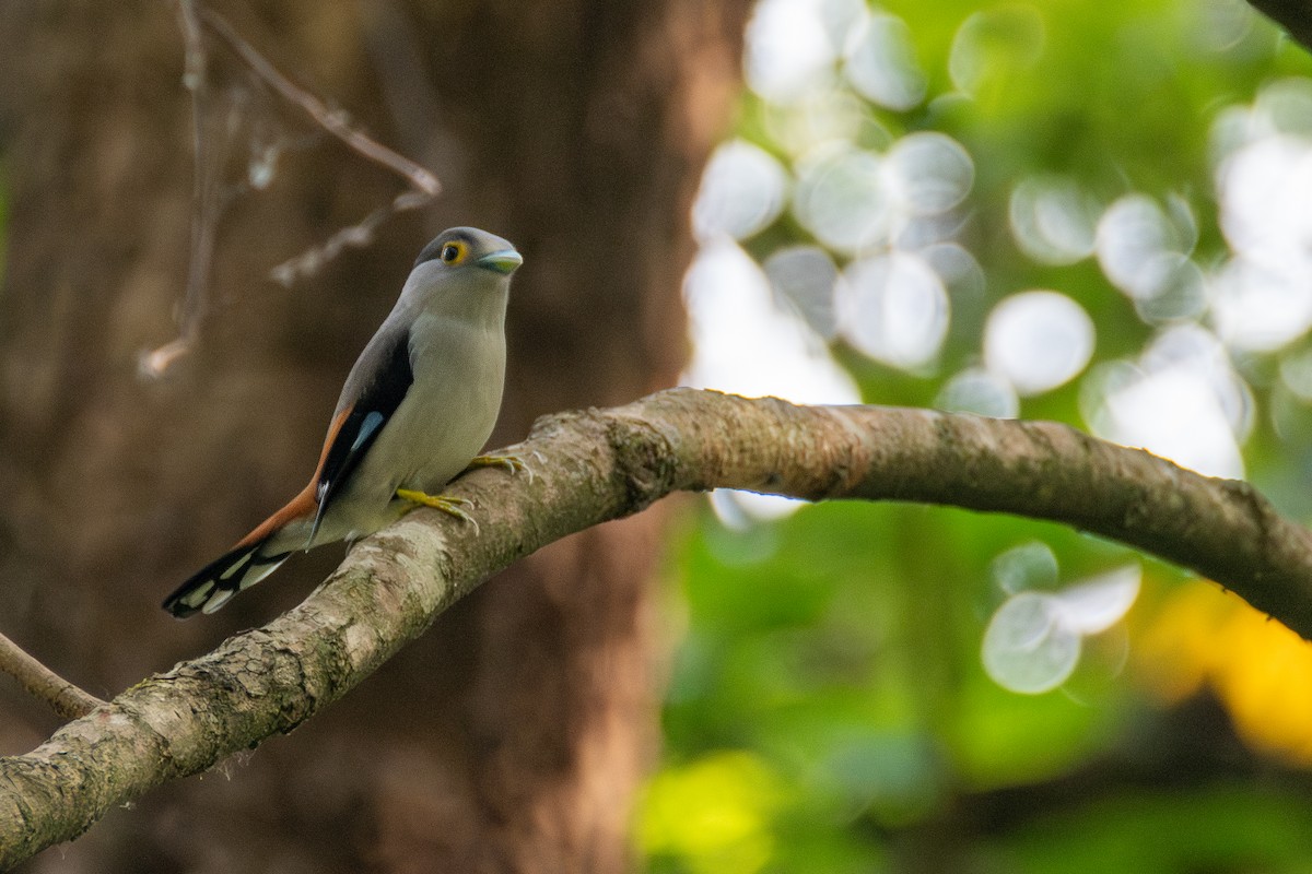 Gray-lored Broadbill - ML634467091