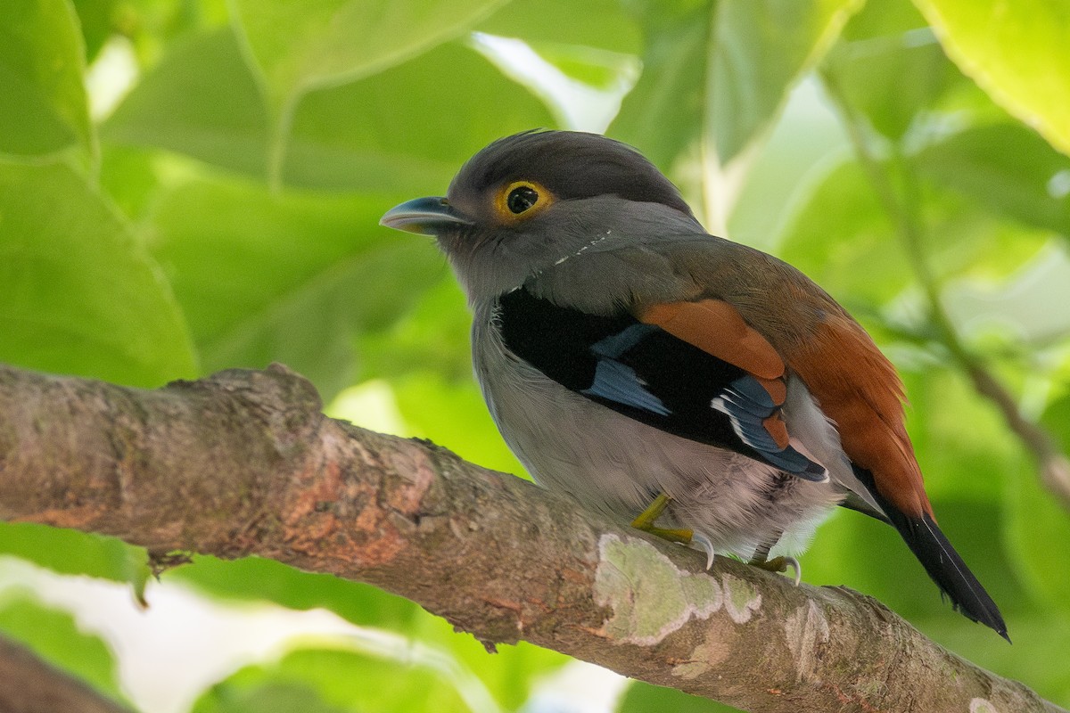 Gray-lored Broadbill - ML634467092