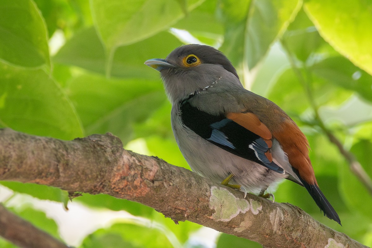 Gray-lored Broadbill - ML634467094