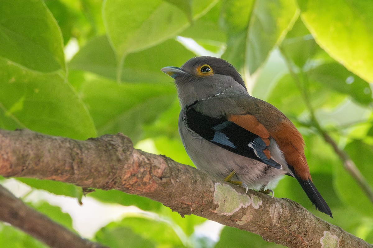 Gray-lored Broadbill - ML634467096