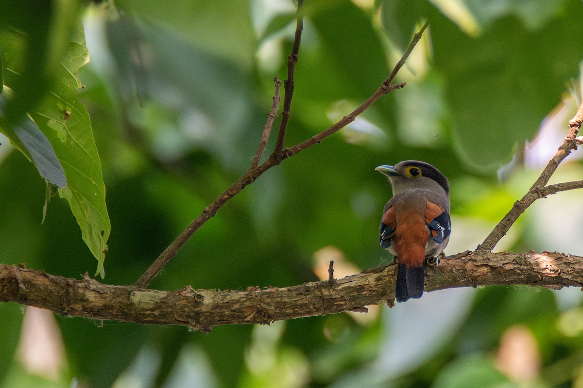 Gray-lored Broadbill - ML634467097